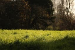 a grassy area with trees in the background — Photo Alicia Christin Gerald / Unsplash