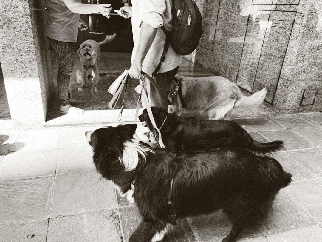A black and white photo of a man walking two dogs — Photo Marina Zvada / Unsplash