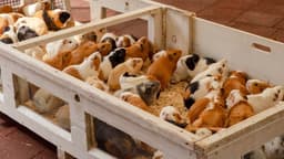 brown white and black guinea pigs in white wooden crate — Photo mits hak / Unsplash