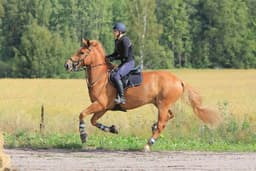 Juhannus Muisto, finnish coldblood / finnhorse gelding — Photo Elisa Pitkänen / Unsplash