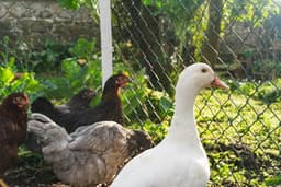 A group of chickens standing next to a fence — Photo Antonio Araujo / Unsplash