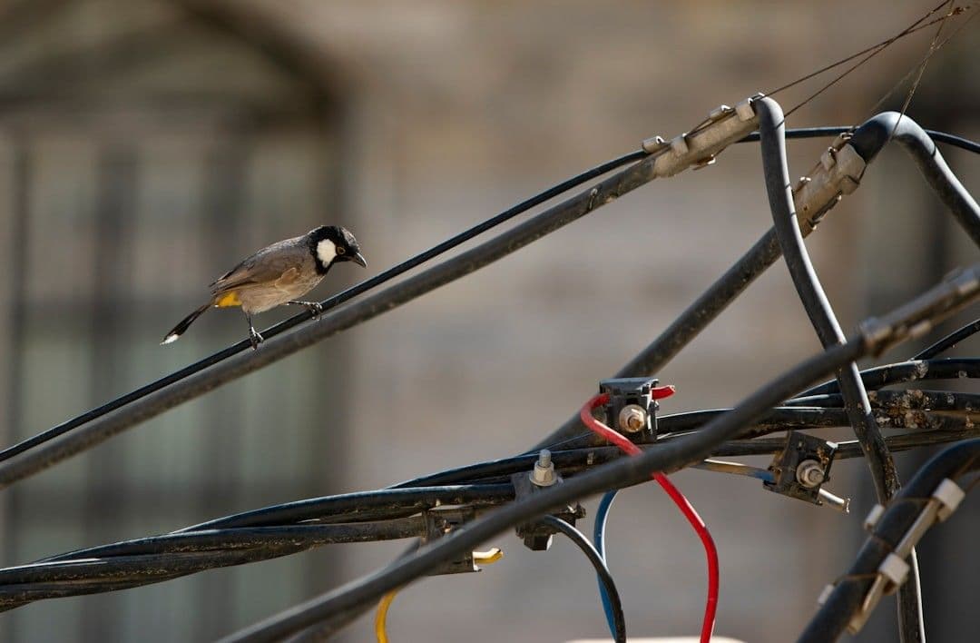 electrical bir engineer ! — Photo Nima Ghazaei / Unsplash