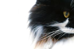 A portrait of a black and white cat. — Photo Nick Fewings / Unsplash