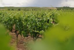 a vineyard in the middle of a green field — Photo David Algás Oroquieta / Unsplash