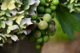 green berry fruits — Photo Shelley Pauls / Unsplash