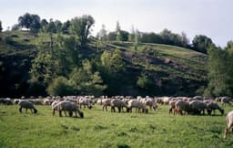 herd of sheep on green grass field during daytime — Photo Barna Kovács / Unsplash