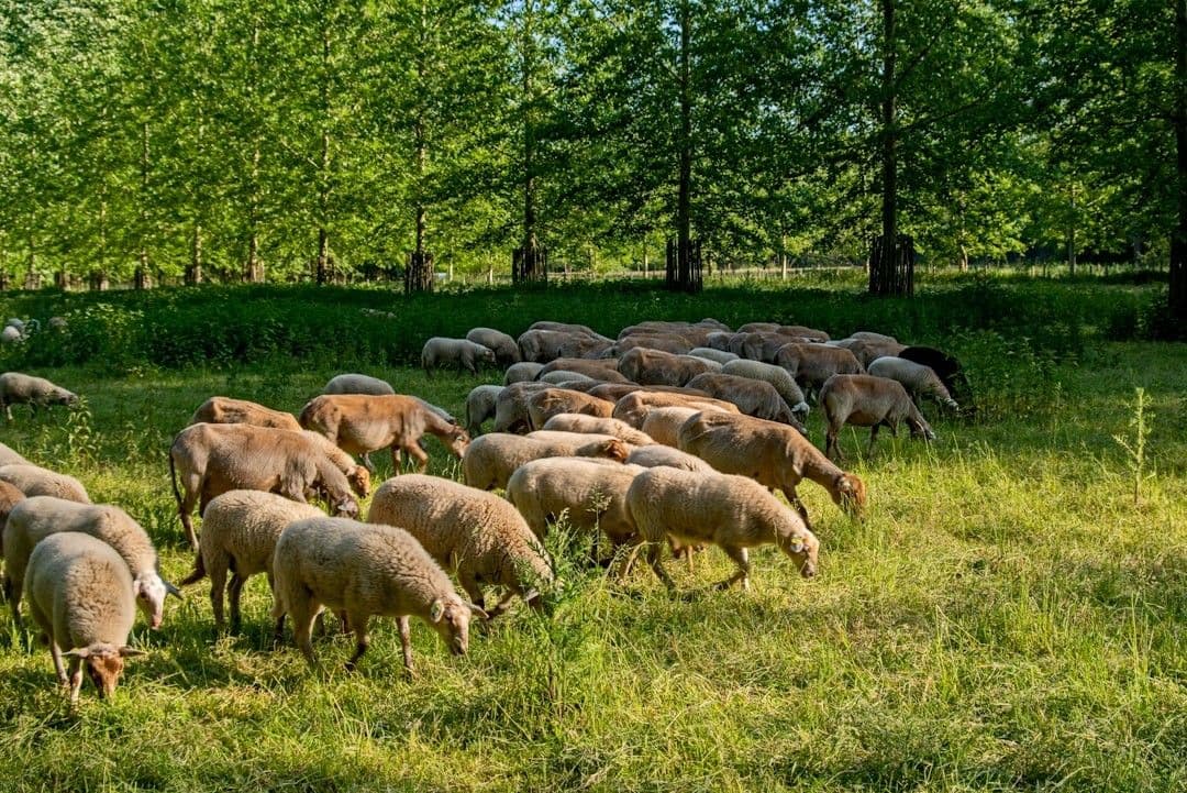 herd of sheep on green grass field during daytime — Photo Lucas van Oort / Unsplash
