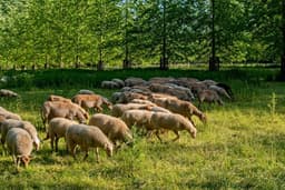 herd of sheep on green grass field during daytime — Photo Lucas van Oort / Unsplash