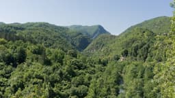 a forest filled with lots of green trees — Photo Uliana Sova / Unsplash