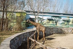 a giraffe standing next to a stone wall — Photo krzhck / Unsplash