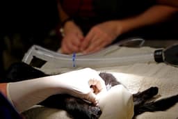 A vet doctor neuters/spays a cat at the new shelter clinic in Pocatello, Idaho. — Photo Judy Beth Morris / Unsplash